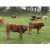 Image 6 : Eagle Creek Ranching Ltd. - 625# October Delivery Steer Calves - 90 Head (Sundre, AB)