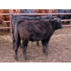 Image 7 : Thackeray Land & Cattle Inc. - 590# November Delivery Steer Calves - 55 Head (Goodwater, SK)