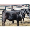 Image 6 : Darren Wagner - 24 Black Angus X Replacement Heifers (Lancer, SK)