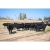 Image 4 : Cornerglen Ranching (Torkelson) - 12 Black Angus April/May Calving Bred Heifers (Crestomere, AB)