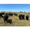 Image 6 : Tony Groenewoud - 1100# September Delivery Grass Steers - 335 Head (Turtleford, SK)