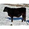 Image 5 : Lazy J Cattle Co. - 900# October Delivery Grass Steers - 120 Head (Cochrane, AB)