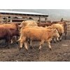 Image 5 : TF Cattle - 860# April Delivery Heifers - 70 Head (Kamloops, BC)