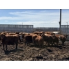 Image 2 : Poelman Farms - 860# August Delivery Heifers - 206 Head (Granum, AB)