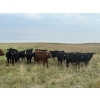 Image 2 : Daryk & Bonnie Simonson - 750# September Delivery Grass Heifers - 39 Head (Dinsmore, SK) VBP+