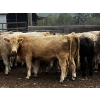 Image 3 : Fridlington Family Farms - 1070# September Delivery Grass Steers - 54 Head (Kersley, BC)