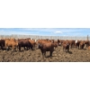 Image 6 : Ripple Rock Ranch - 765# June Delivery Heifers - 100 Head (Fincastle, AB)