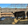 Image 2 : Crooked Creek Ranch - 8 Second Calvers (Pen 526)