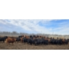 Image 6 : South Island Farms - 880# March Delivery Steers - 134 Head (Bow Island, AB)