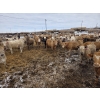 Image 6 : Cattlewood Farms Ltd. - 845# March Delivery Heifers - 76 Head (Vauxhall, AB)