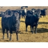 Image 3 : Stahlville Colony - 900# February Delivery Heifers - 55 Head (Rockyford, AB)