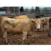 Image 4 : Fridlington Family Farms - 930# September Delivery Grass Heifers - 65 Head (Kersley, BC)