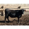 Image 4 : NorthBend Cattle Corp. - 32 Black Replacement Heifers (Scandia, AB)