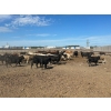 Image 2 : 6U Cattle Company - 830# July Delivery Heifers - 72 Head (Manning, AB) VBP+