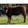 Linda Allison - 610# October Delivery Heifer Calves - 70 Head (Princeton, BC)