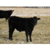 Image 5 : Coal Creek Ranching - 575# December Delivery Steer Calves - 90 Head (Brooks, AB) VBP+