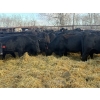 Image 5 : Zuchkan Farms Land & Livestock Ltd. - 50 Black Angus April/May Calving Bred Heifers (Foam Lake, SK)