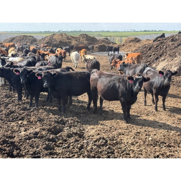 Luke & Jen Smith - 800# Sept/Oct Delivery Heifers - 75 Head (Rhein, SK)