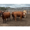 Image 5 : Taylor Lessard - 1600# White Fat Cows - 120 Head (Carberry, MB)