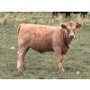 Image 4 : Holst Farms Ltd. - 570# October Delivery Heifer Calves - 30 Head (Hays, AB)