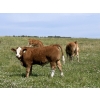 Image 6 : R-Five Simmentals - 800# Sept/Oct Delivery Steer Calves - 75 Head (Hoadley, AB)