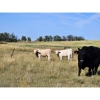 Image 6 : Farming Valley Ranch (Ben Tateson) - 590# November Delivery Steer Calves - 100 Head (Cereal, AB)