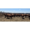 Image 5 : Cattlewood Farms Ltd. - 940# June/July Delivery Heifers - 100 Head (Fincastle, AB)