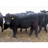 Image 7 : Little Rainbow Ranch - 22 Black & BBF Simm X Angus April/May Calving Bred Heifers (Moosomin, SK)