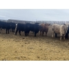 Image 5 : SaskAlta Farms - 800# March Delivery Steers - 140 Head (Alsask, SK)