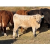 Image 5 : Watkins Rock Solid Ranch - 600# October Delivery Steer Calves - 160 Head (Craik, SK)