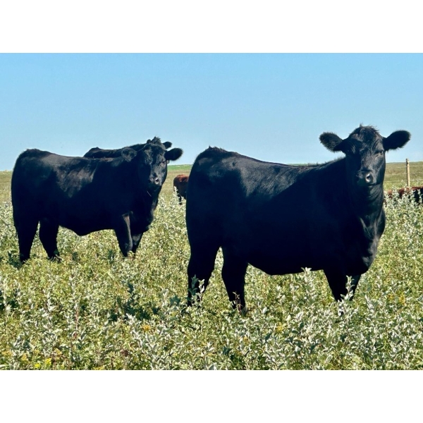 Graydon Garner - 950# September Delivery Grass Heifers - 35 Head (Strathmore, AB)