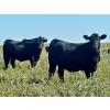 Image 1 : Graydon Garner - 950# September Delivery Grass Heifers - 35 Head (Strathmore, AB)