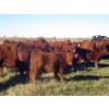 Image 5 : Wade & Frances Tobler - 575# October Delivery Steer Calves - 50 Head (Patricia, AB)