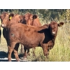 Image 2 : Meyer Cattle Inc. - 680# Weaned Steers - 90 Head (Lethbridge, AB)