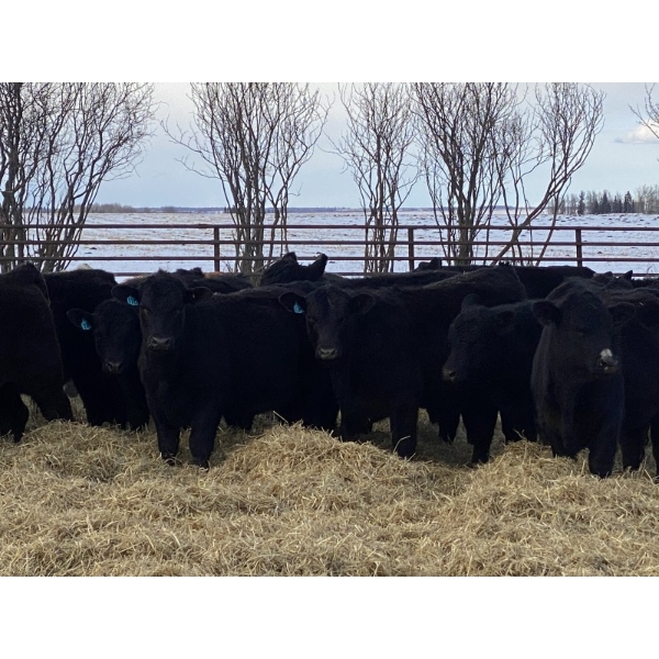 Houston Farms - 630# March Delivery Steers - 55 Head (Eckville, AB)