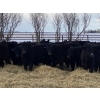 Image 1 : Houston Farms - 630# March Delivery Steers - 55 Head (Eckville, AB)