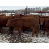 Image 3 : S5 Cattle Corp. - 35 Red Angus/Simmental X Replacement Heifers (Sedgewick, AB)