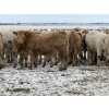 Image 7 : McKenzie Ranch - 820# March Delivery Steers - 73 Head (Delisle, SK)