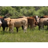 Image 8 : Ranahan Ranch - 700# June/July Delivery Grass Steers - 84 Head (Whitewood, SK)