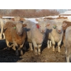 Image 2 : Munro Farms - 830# March Delivery Heifers - 75 Head (Kelwood, MB)
