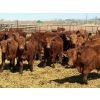 Image 3 : Van Hall Cattle Company Ltd. - 990# April Delivery Steers - 114 Head (Scandia, AB)