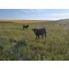 Image 3 : Anchor 7 Cattle Co. - 600# October Delivery Steer Calves - 60 Head (Linden, AB)