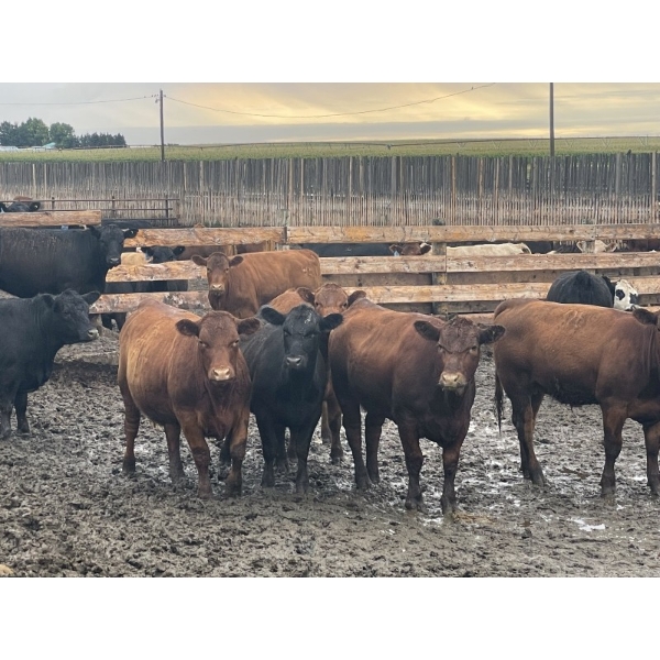 Westview Feeders - 850# September Delivery Heifers - 150 Head (Monarch, AB)