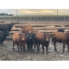 Image 1 : Westview Feeders - 850# September Delivery Heifers - 150 Head (Monarch, AB)