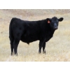 Image 2 : L & J Ranch - 640# Oct/Nov Steer Calves - 54 Head (Harptree, SK)