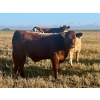 Image 9 : Darcy, Colton & Blake Reinhardt - 700# October Delivery Steer Calves - 88 Head (Nightingale, AB)