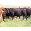 Image 5 : Bezan Cattle Corporation - 850# October Delivery Grass Heifers - 55 Head (Craven, SK)