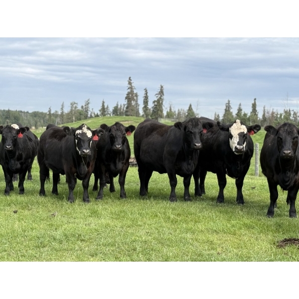Rafter 17 Ranching - 1125# August Delivery Grass Heifers - 55 Head (Eckville, AB) VBP+