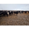 Image 7 : Ripple Rock Ranch - 820# January Delivery Steers - 260 Head (Fincastle, AB)