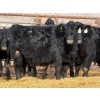Image 5 : Leon Torkelson - 30 Black Replacement Heifers (Millicent, AB)